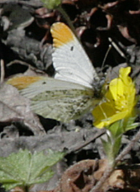 Falcate Orange-tip